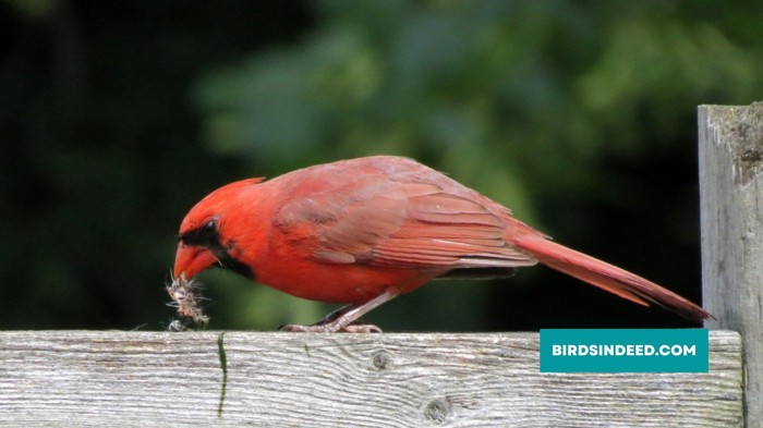 CARDINALS EATING INSECTS