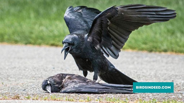 ANIMALS THAT EAT DEAD CROWS