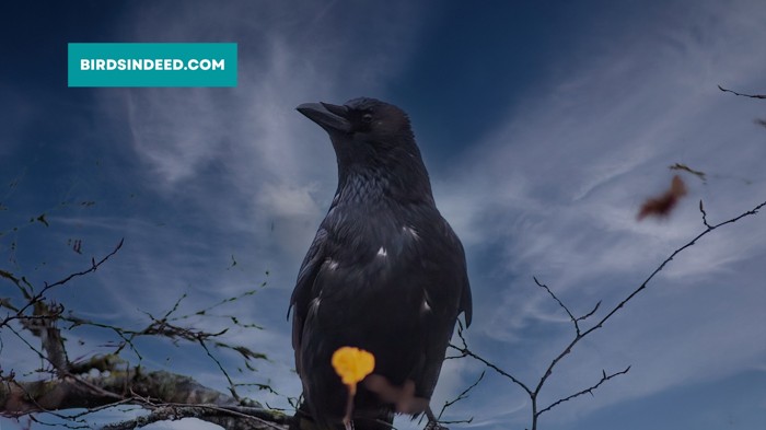 Can Crows Sense Death