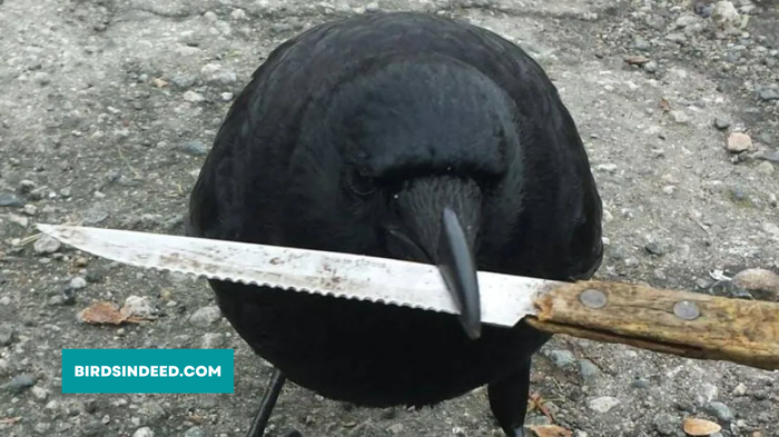 CROW CARRYING  KNIFE