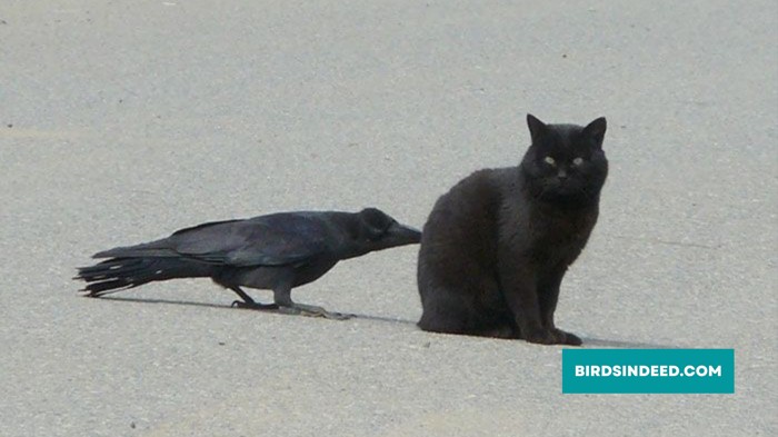 Does Crow Eat Kittens