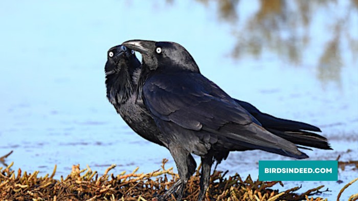 Australian Raven Mating