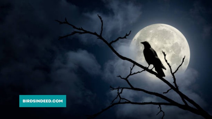 Where Do Crows Sleep At Night