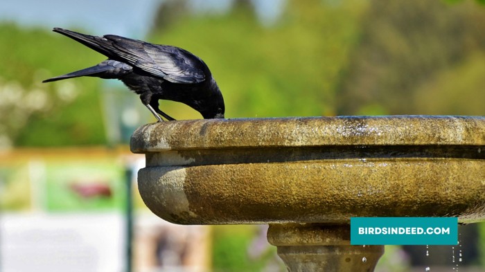 Water and birdbath to attract crows in yard