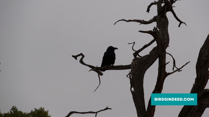 Why Crows Are Black Scientifically