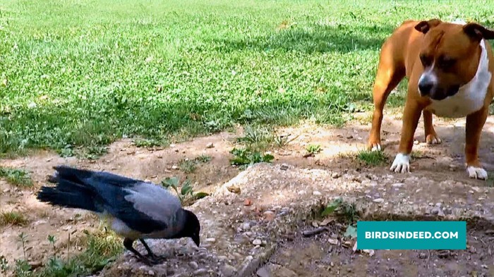 dog vs crow