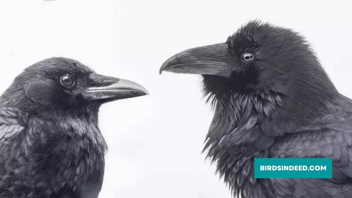 raven vs crow