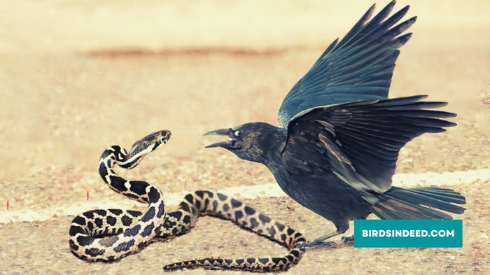 snake vs crow