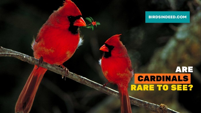 are cardinal birds rare
