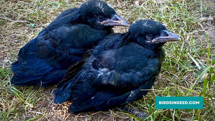 Baby Crow Look-Alike