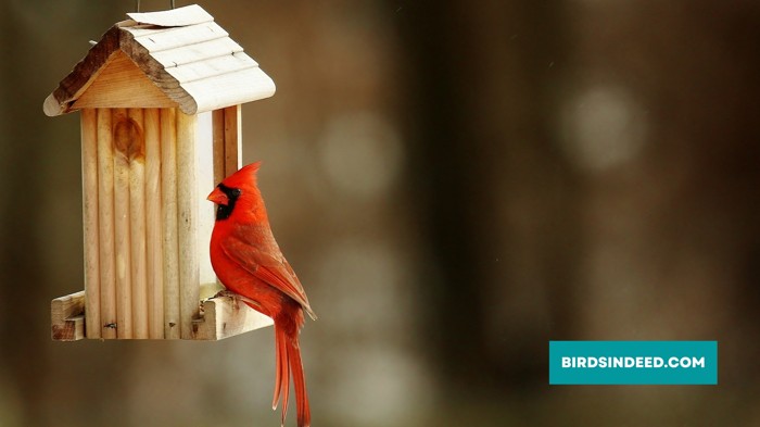 CARDINALS  IN THE ARTIFICIAL NESTS