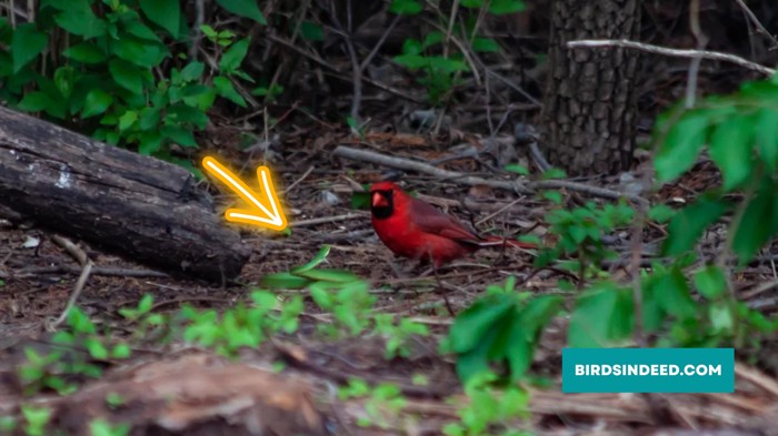 Cardinal get attacked by a garden snake