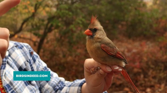 Cardinals And Humans Become Friends