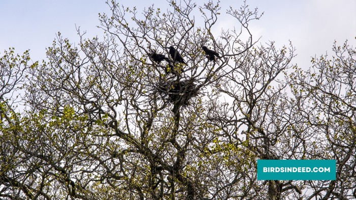 Crows Nest in Top of Trees