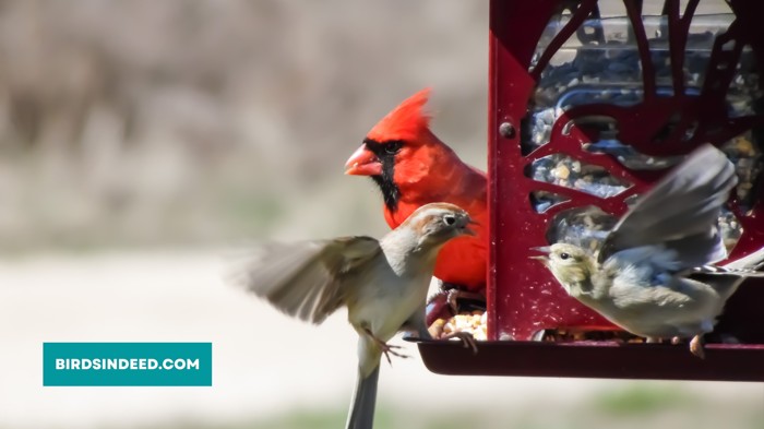 DO CARDINAL ATTACK OTHER BIRDS IN THE FEEDERS