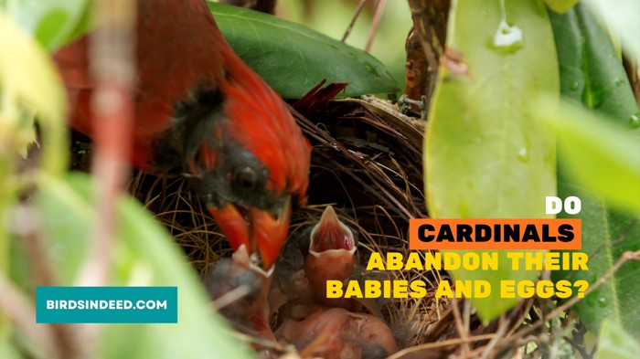 Do Cardinals Abandon Their Babies And Eggs