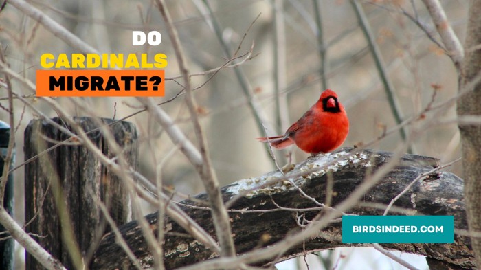 does the northern cardinal migrate
