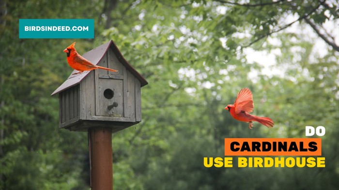 do cardinals use nesting boxes