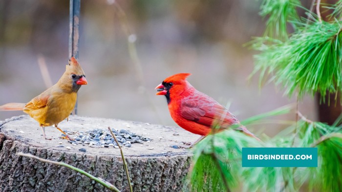 MALE AND FEMALE CARDINAL COLORATION