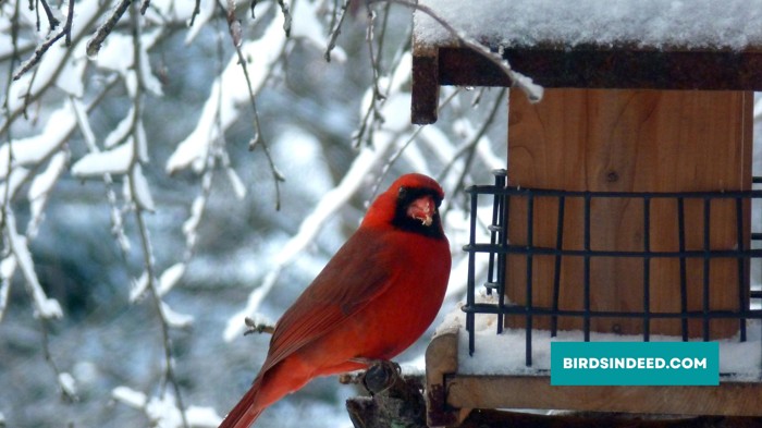 Things You Should Know About Cardinals