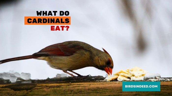 WHAT DO CARDINALS EAT