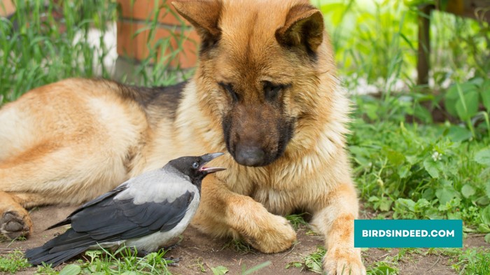 WILL DOGS GET HURT BY CROW ATTACK