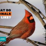 What Do Cardinals Look Like