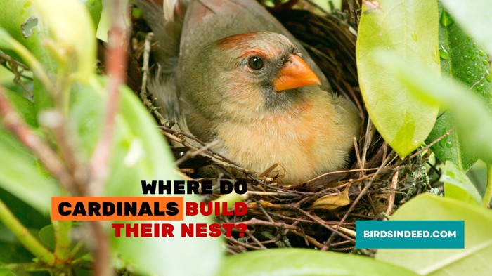 Where Do Cardinals Build Their Nests