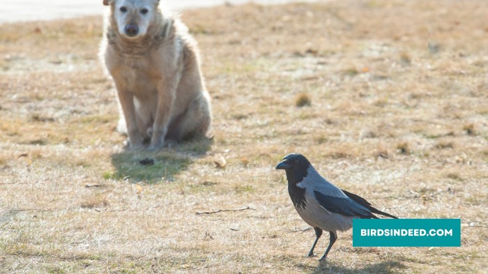 Why Do Crows Attack Dogs