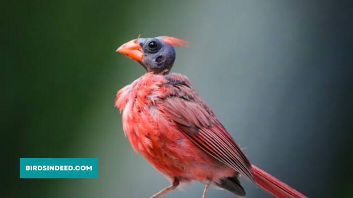 cardinals diseases