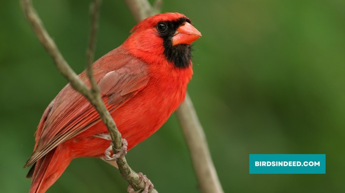 parasites that affect cardinals