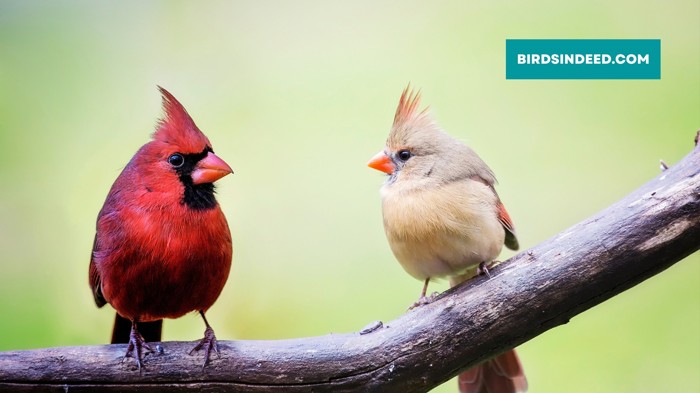are red cardinals rare to see