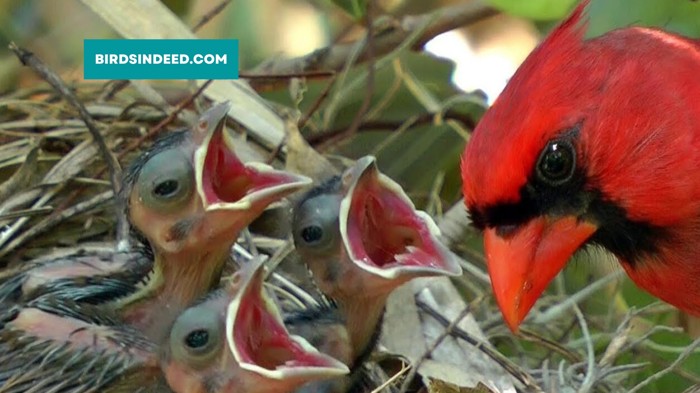 Do Cardinals Abandon Their Babies