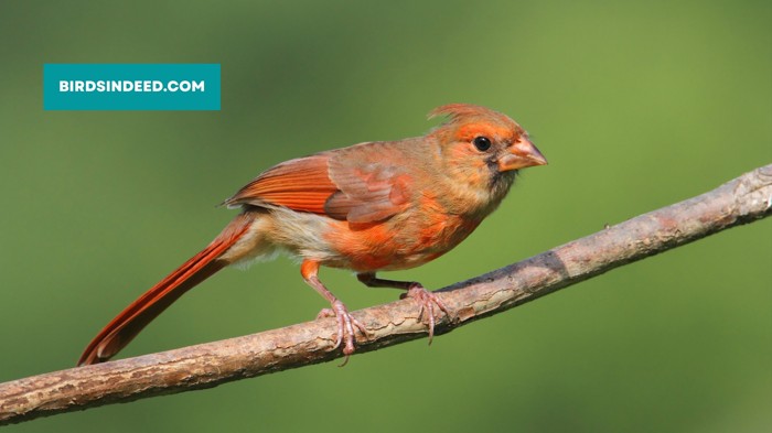 what does a juvenile red cardinal look like