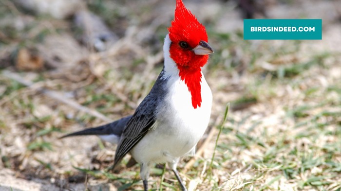 how to identify red crested cardinal