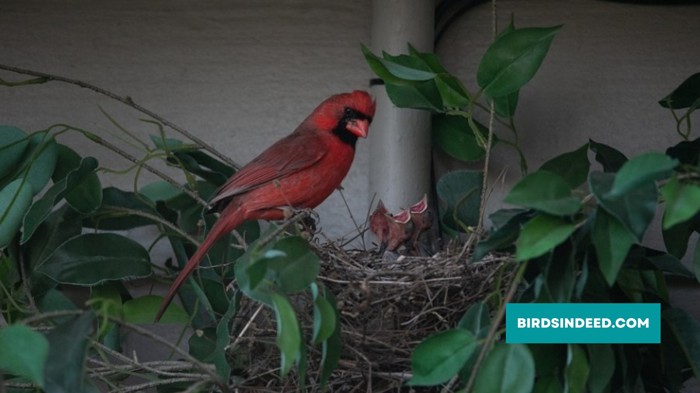 nesting habits of cardinal birds