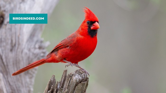 how to identify vermilion cardinal?