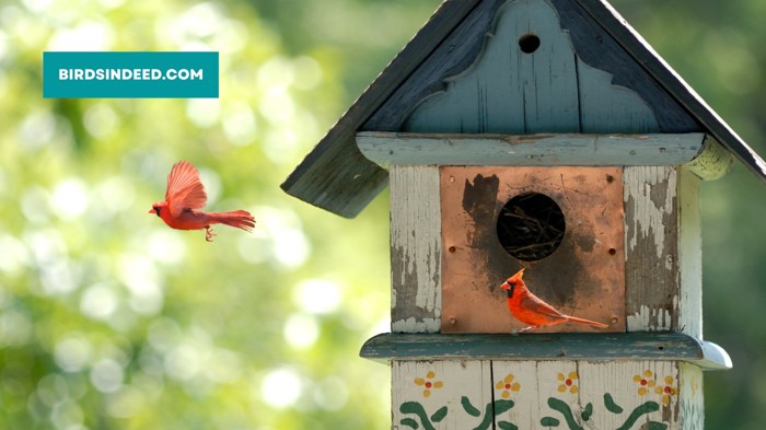 free cardinal birdhouse plans