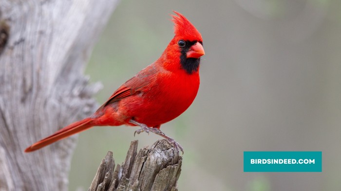 Why don't cardinals migrate?