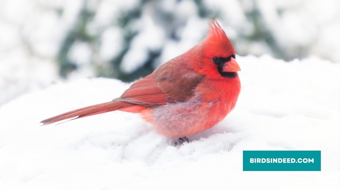 how far do cardinals travel from their nest