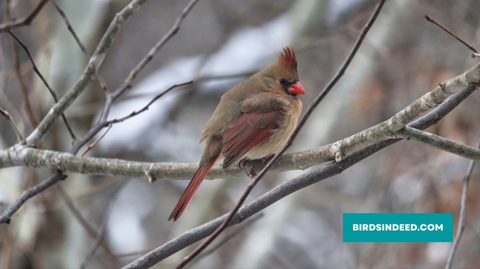 Do cardinals stay in their territories during winter?