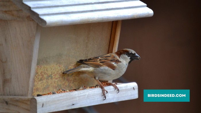Provide Food and Nesting Sites To Sparrows