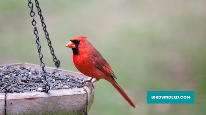 cardinals are not rare and can easily be found