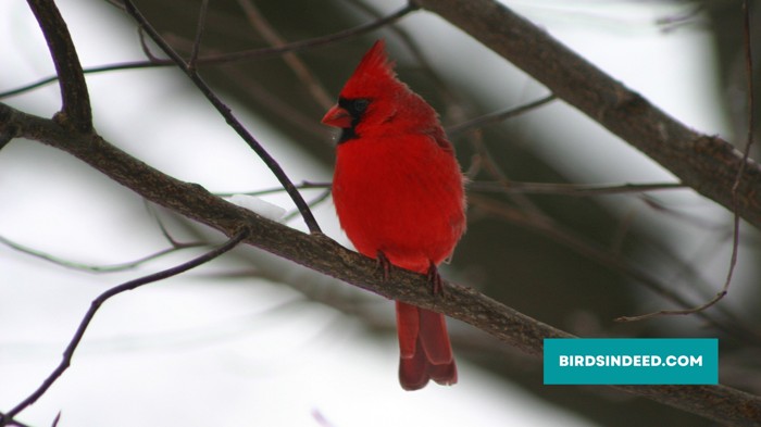 what do cardinals do in the winter?