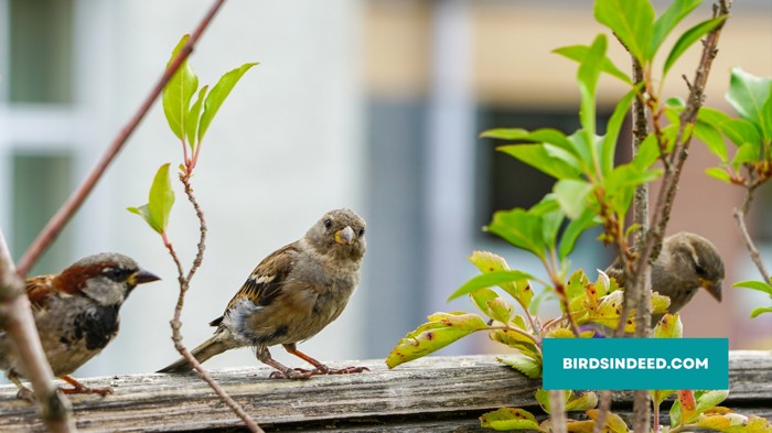 Attract Sparrows To Your Yard