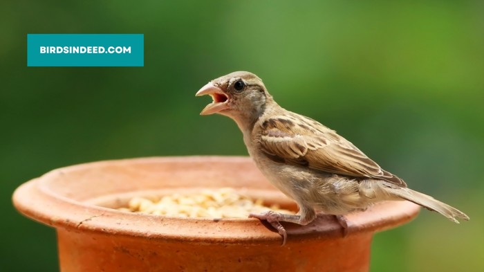 Attract Sparrows With Food