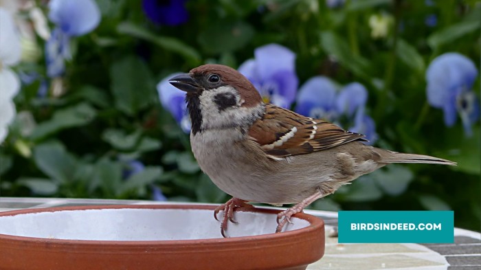 Create A Safe And Natural Habitat For Sparrows
