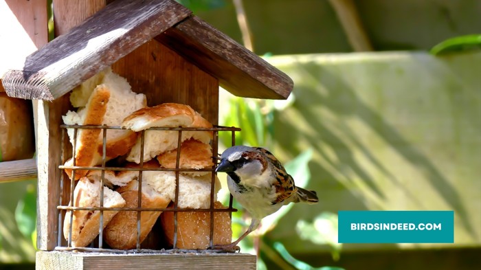 Give Sparrows Birdhouse