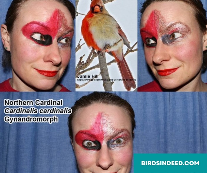 northern cardinals cosplay
