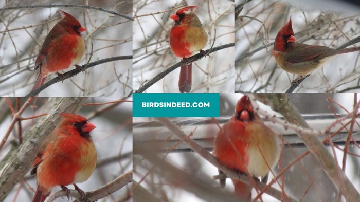 unusual cardinal photos